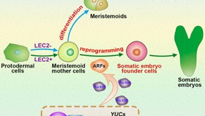 科研新突破!我国科学家破解植物细胞全能性世纪难题
