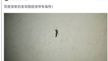西安多区发现隐翅虫?千万别拍!毒液堪比硫酸
