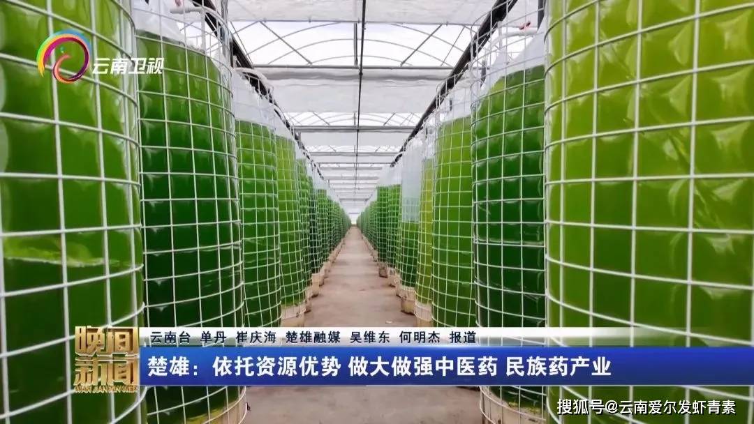 云南广播电视台《晚间新闻》聚焦云南爱尔发藻源虾青素产业